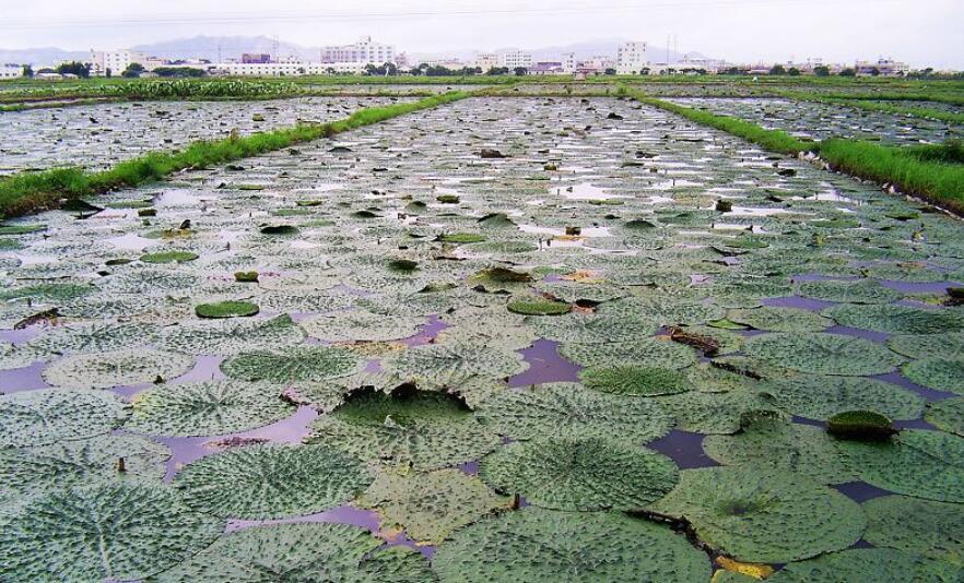 芡实- 中药贸易网