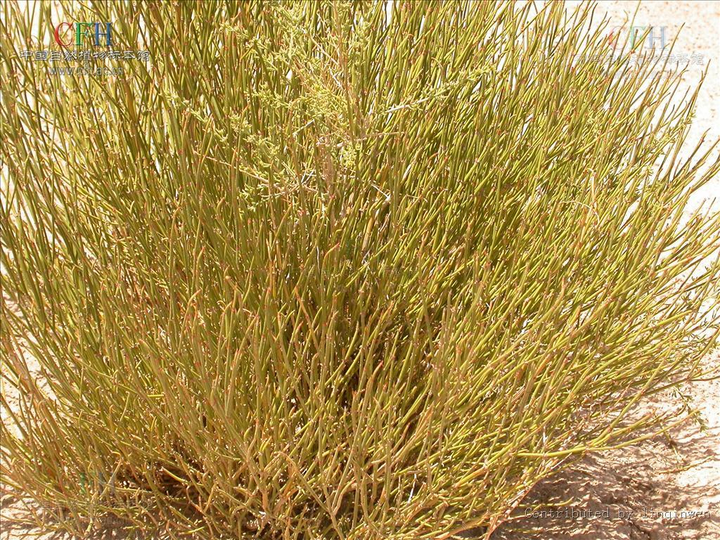 斑子麻黄 (植物)