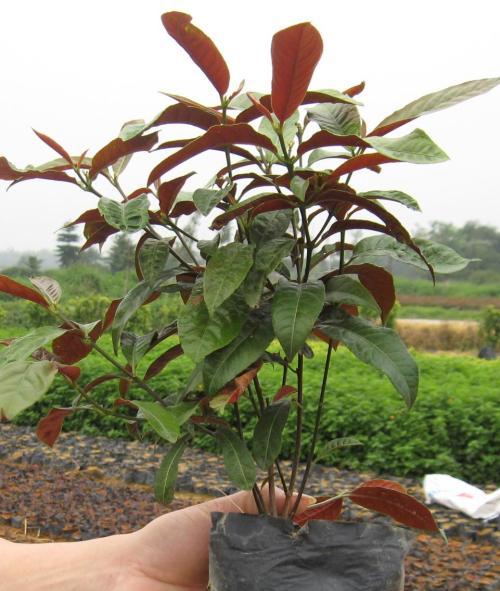 红背桂植物