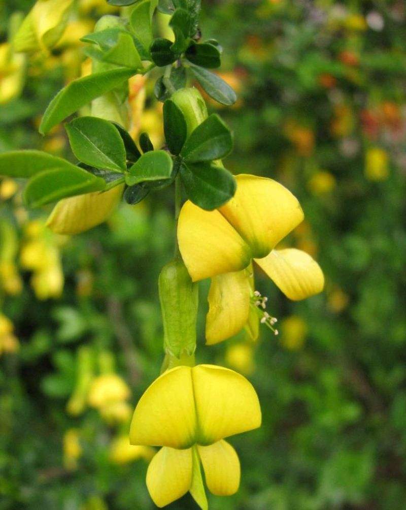 儿(植物)锦鸡儿(拉丁学名:caragana sinica (buc"hoz) rehder),别名
