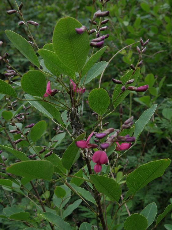 木本胡枝子皮植物