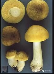 油口蘑(菌物)油口蘑,即黄绿口蘑,又称为油蘑,油黄口蘑,黄丝菌,骑士菇