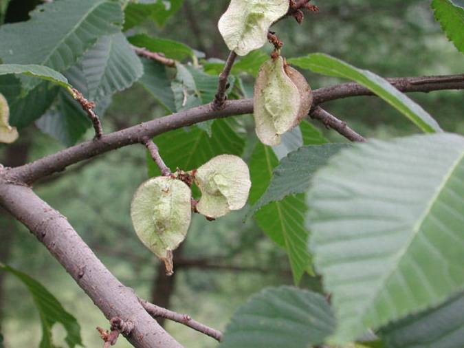 黑榆(植物)