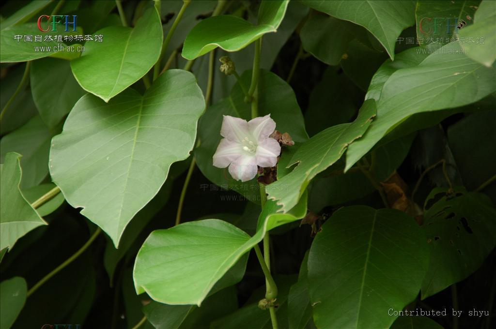 白鹤藤 (植物)