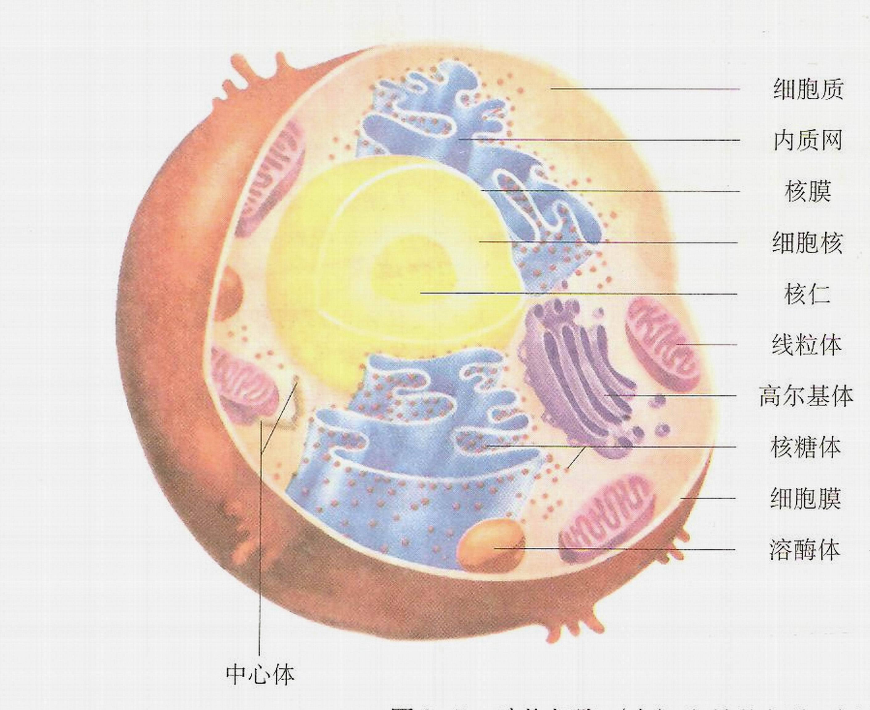 真核细胞 (细胞生物学)