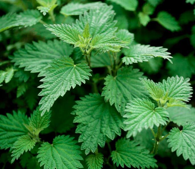 荨麻 (植物)