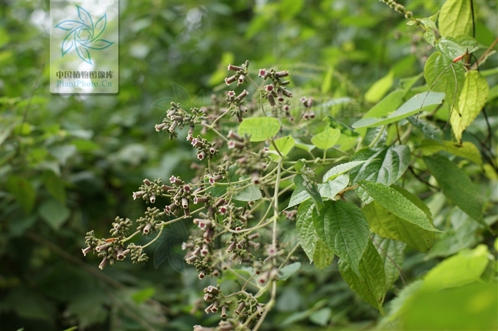 绒毛鸡矢藤植物