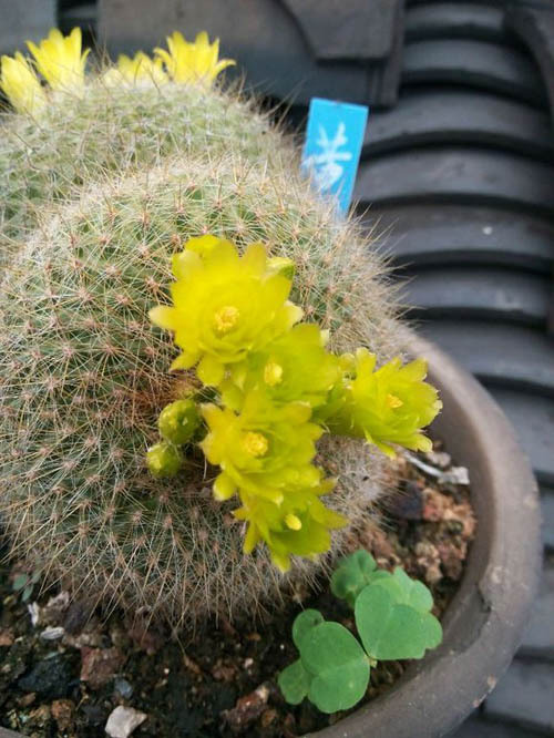 黄雪光 (植物)