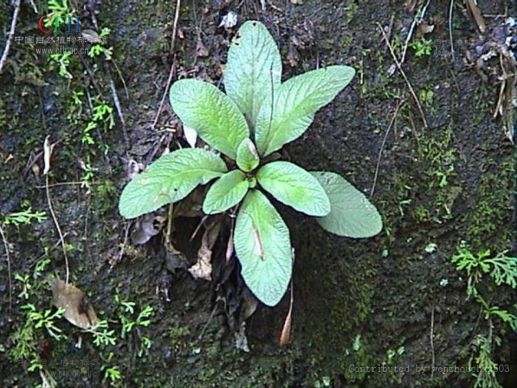 拉丁植物动物矿物名:begonia bretschneideriana hemsl.