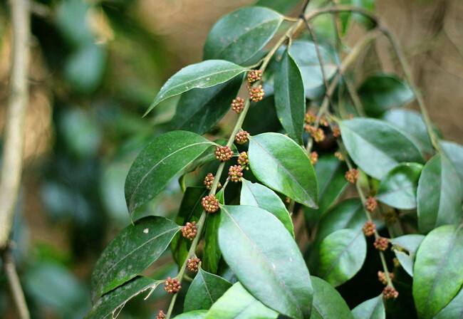 毛枝冬青(植物)