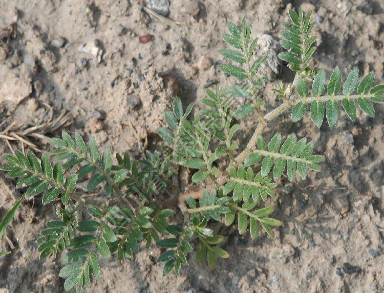 蒺藜苗 (植物)