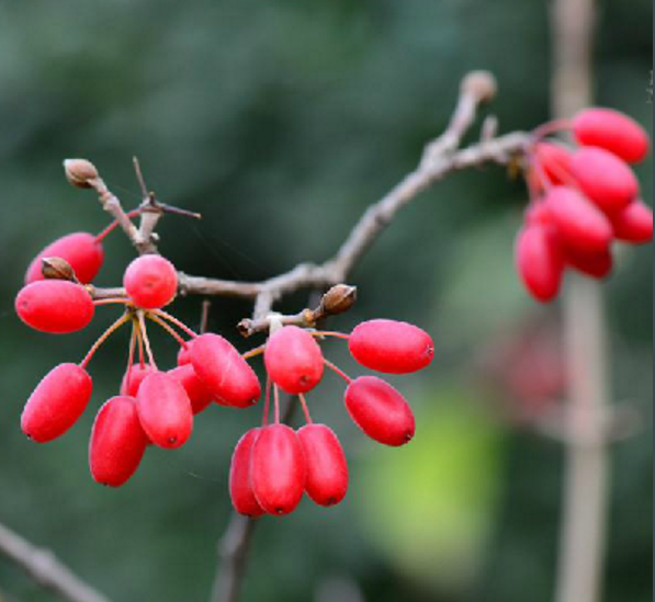 山茱萸 (植物)