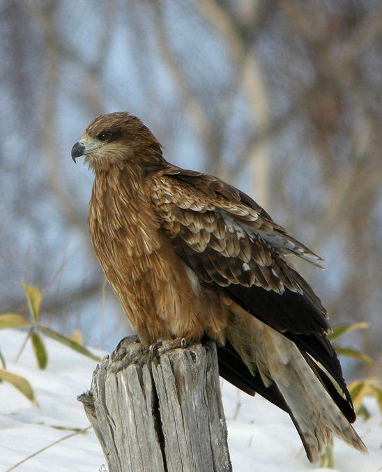 黑耳鸢(动物)黑耳鸢(学名:milvus migrans lineatus)为鹰科齿鹰亚科的