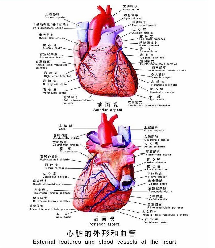 天冷不下雪 馆藏分类心脏的血管(冠状血管(1)左冠状动脉①前降支