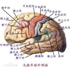 端脑(其他)大脑(brain)包括端脑和间脑,端脑包括左右大脑半球.