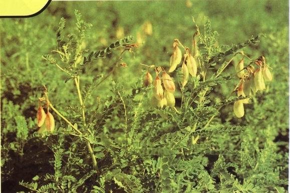 内蒙黄芪(植物)内蒙黄芪,多年生草本,高40-80厘米.