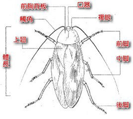 蜚蠊目 (动物)