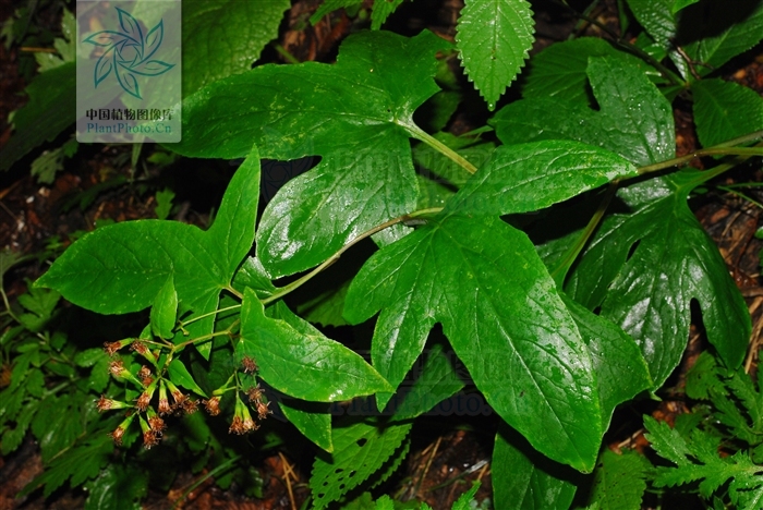 中华蟹甲草(植物)