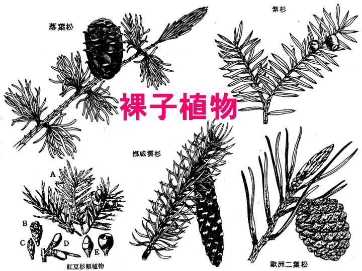 裸子植物的胚珠在受精前后一直在外面,学名从希腊语gumnospermos(裸体