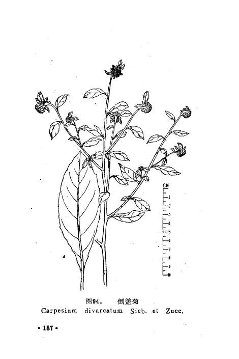 倒盖菊 (植物)