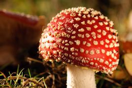 muscaria),又称毒蝇鹅膏菌,蛤蟆菌·毒蝇蕈,英文俗称fly agaric或fly