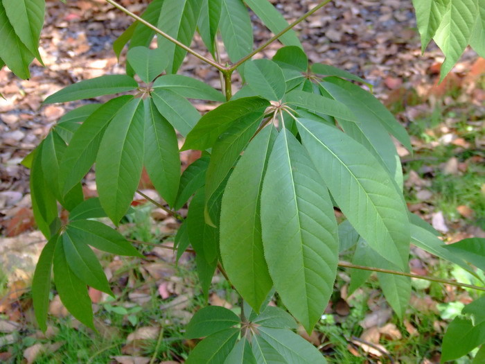 掌状复叶对生,小叶5—7个,长倒卵形,矩圆形或倒披针形,有细锯齿,幼时