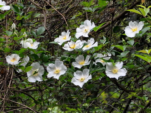 金樱根 (植物)