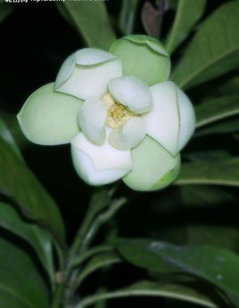 夜合花 (植物)
