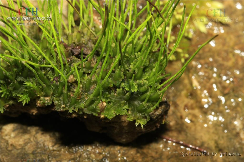 角苔(植物)