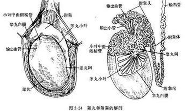 附睾临床医学