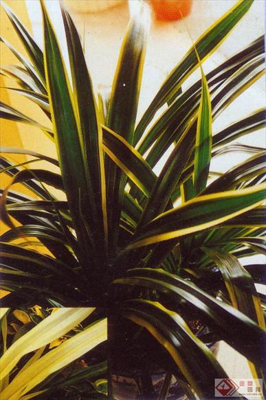 金边露兜树(植物)