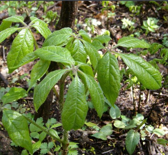 刺五加(植物)