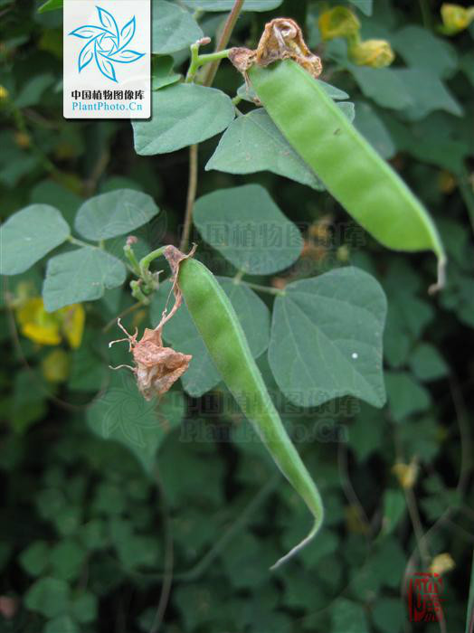 毛野扁豆(动物)毛野扁豆为多年生缠绕草本,茎细弱,被倒向细柔毛.