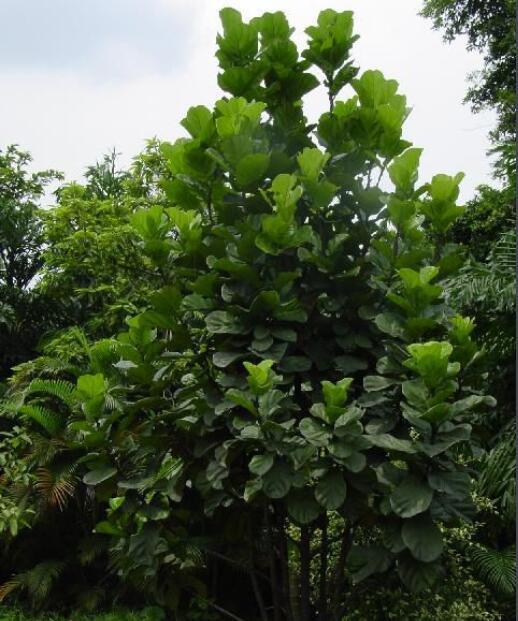 琴叶榕(学名:ficus pandurata hance)又名:琴叶橡皮树,桑科,榕属植物