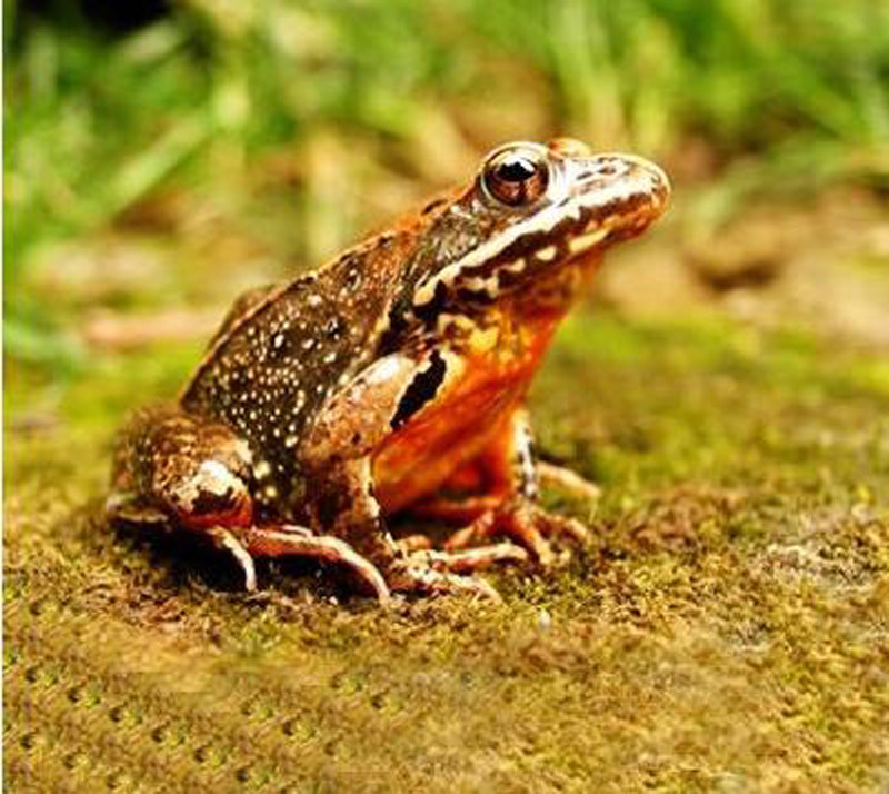 哈什蟆(动物)哈什蟆,学名林蛙(rana chensinensis,俗称哈什蟆,黄蛤蟆