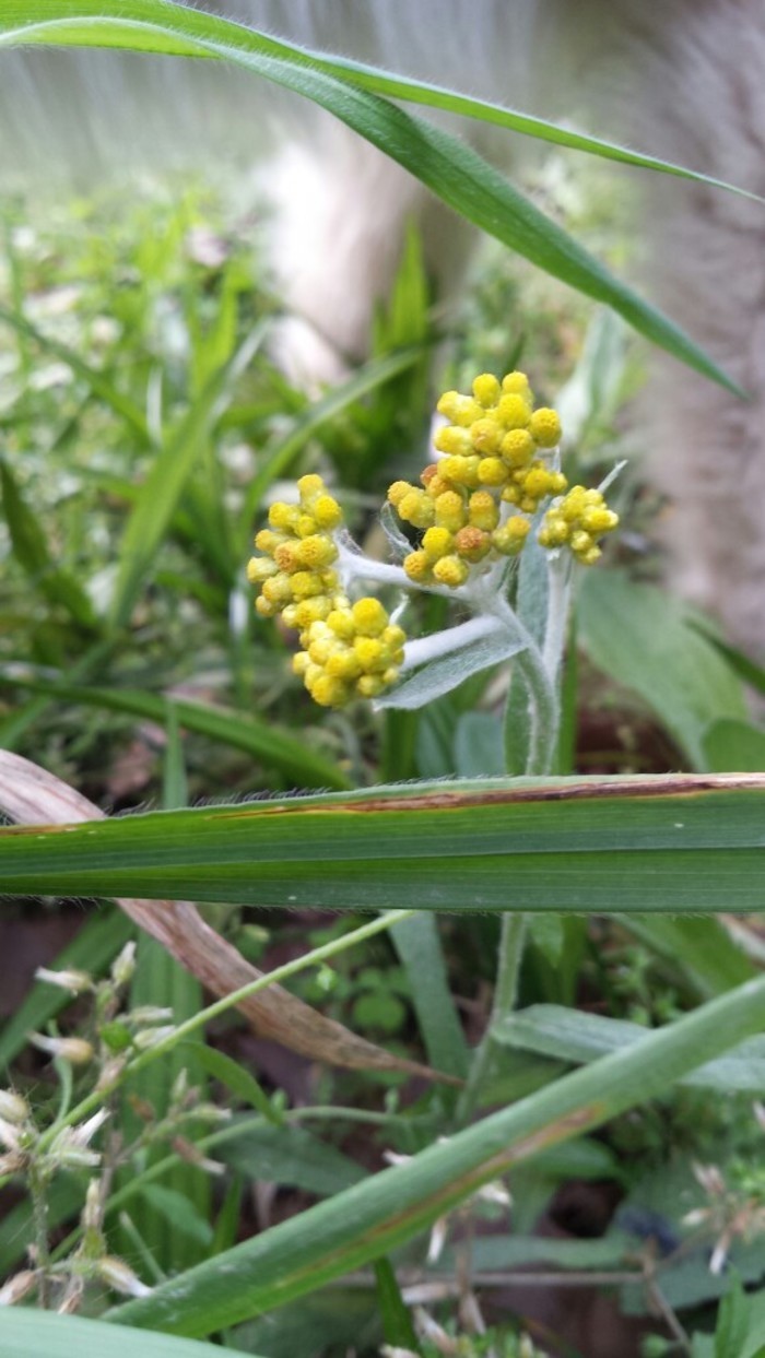 林地鼠麴草 (植物)