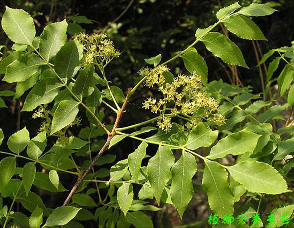 苦梀(植物)苦梀树"也称苦树,落叶小乔木,高5-10米,树皮薄,暗褐色至