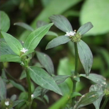 粗叶耳草(植物)粗叶耳草(学名:hedyotis verticilla