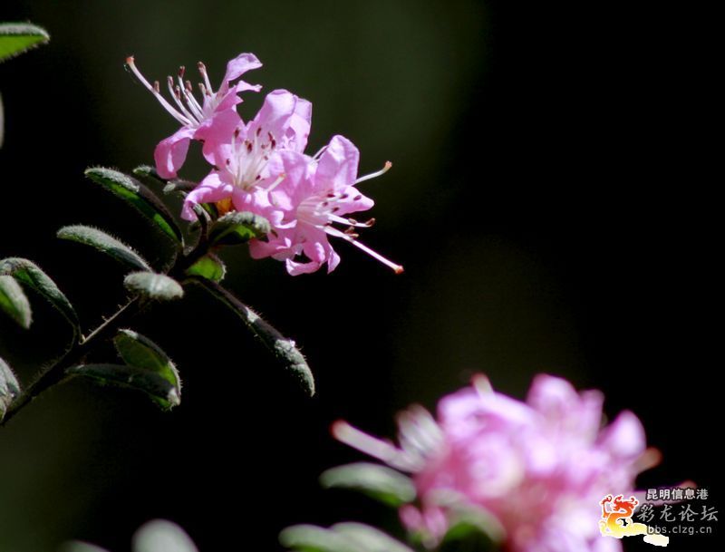 马樱花 (植物)