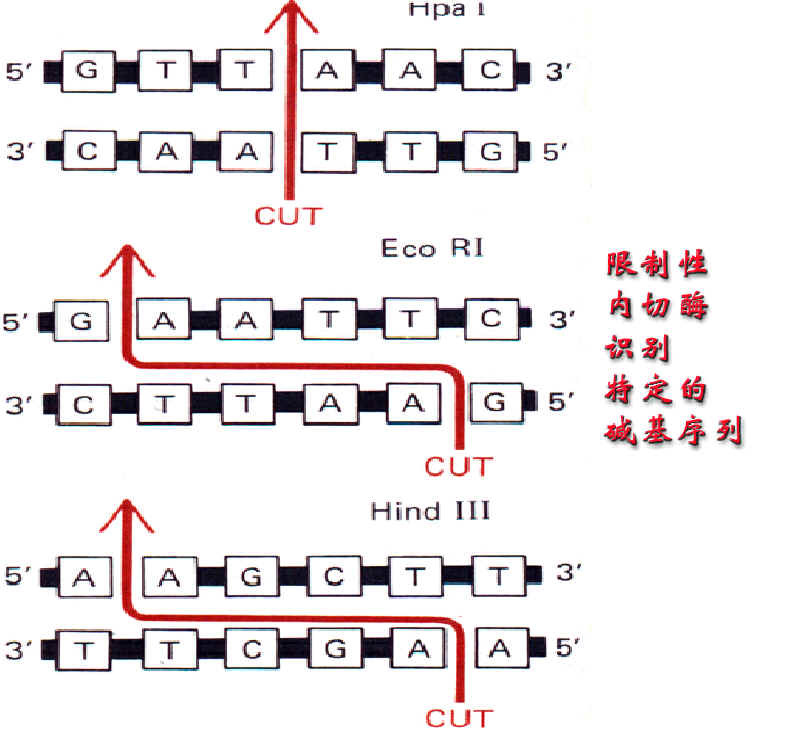 限制性内切酶图谱分子生物学