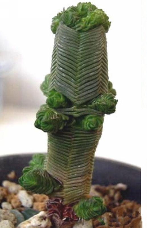 达摩绿塔 (植物)