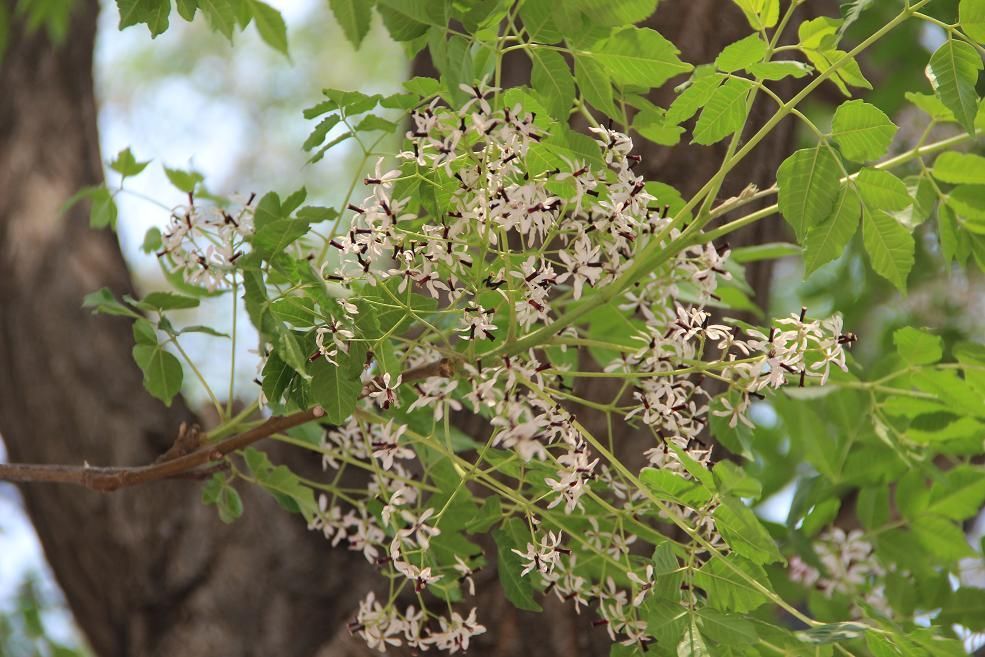 苦楝花(植物)