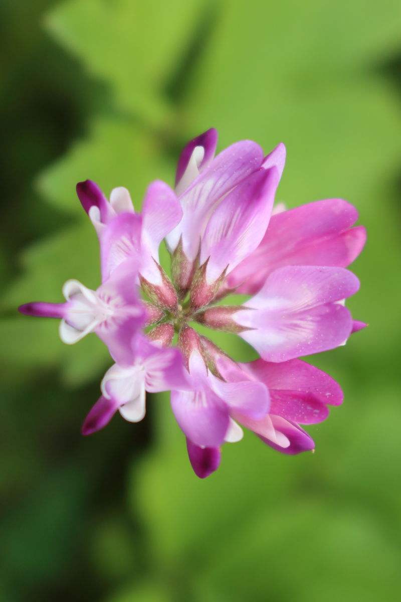 小冠花 (植物)