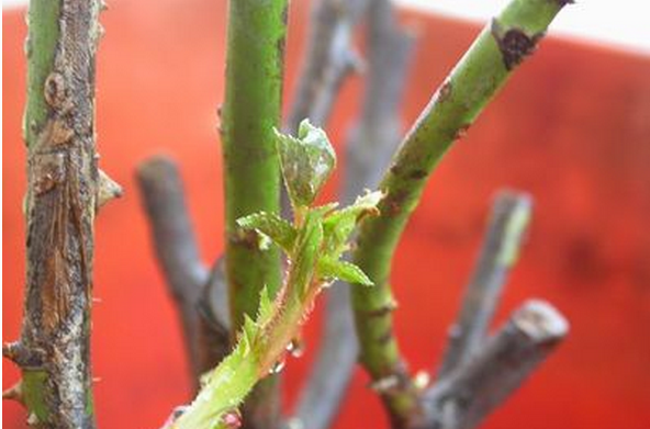 山植(植物)