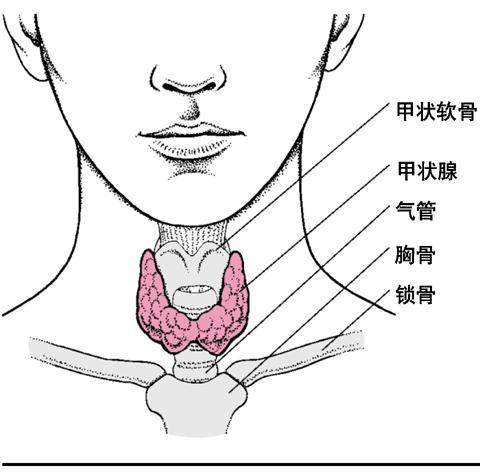 甲状腺