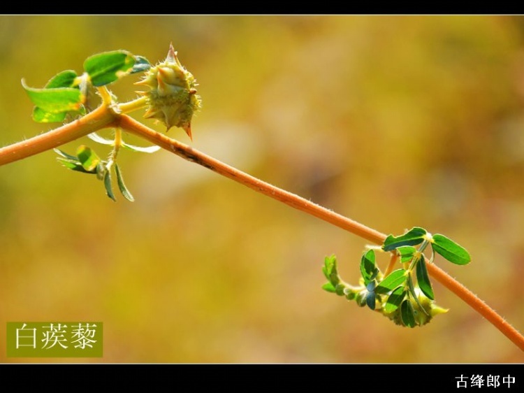 白蒺藜 (植物)
