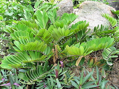 泽米植物