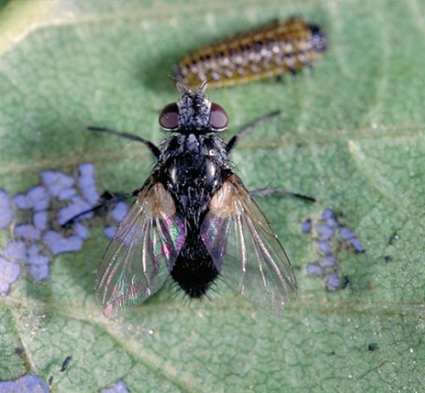 寄蝇科(植物)寄蝇科tachinidae;tachinid flies,双翅目的1科.