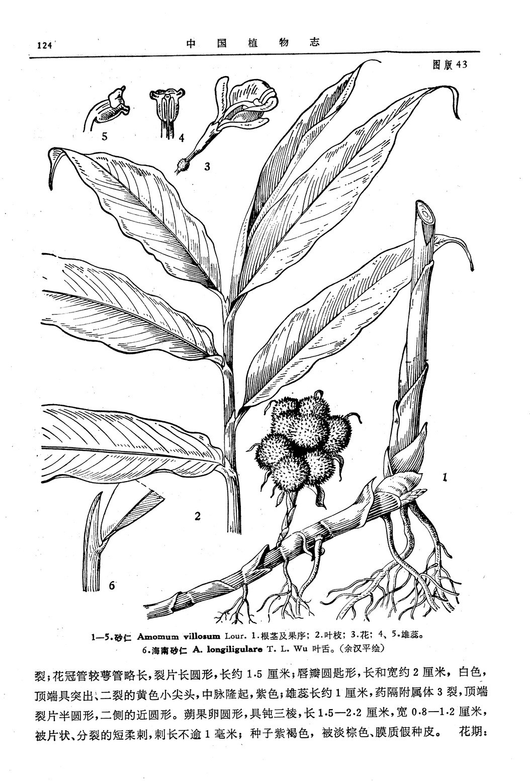 砂仁 (植物)