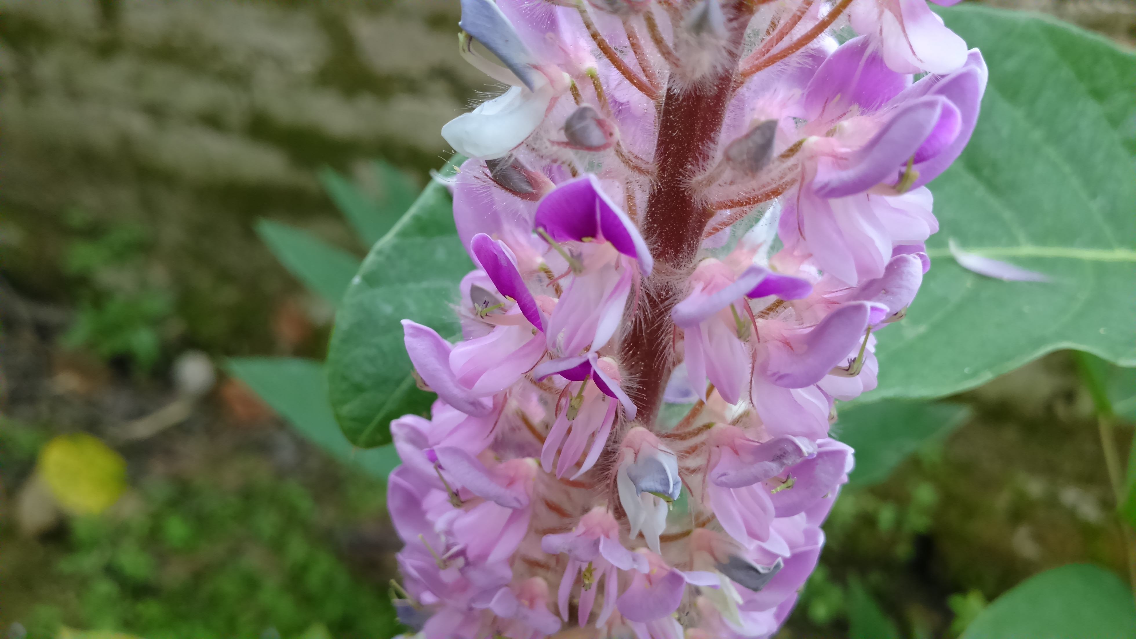 猫尾花(植物)